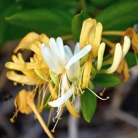 Delavay Honeysuckle Plants (Lonicera similis delavayi)